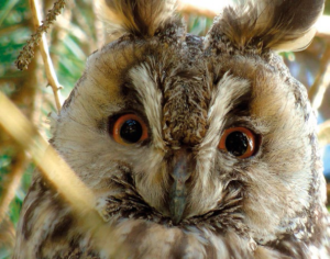 Biodiversità urbana - Rivista Consumatori