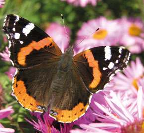 Biodiversità urbana - Rivista Consumatori