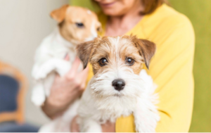 Comune di Milano: nuovo regolamento a favore degli animali