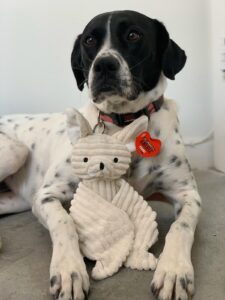 I Fortunelli di Alimenta l'Amore volano a Miami