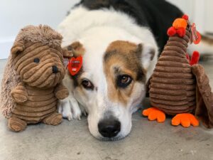 I Fortunelli di Alimenta l'Amore volano a Miami