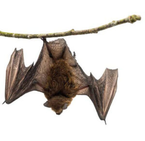 Il rapporto tra uomo e natura - Rivista Consumatori