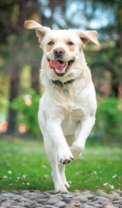 Jack, il cane sentinella - Rivista Consumatori