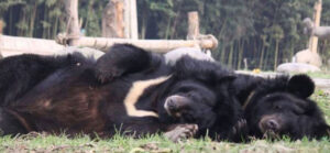 Stop alle sevizie sugli orsi - Rivista Consumatori